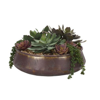 Assorted Echeveria and Sedum in Medium Virtu Planter - 204005