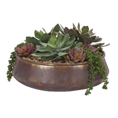 Assorted Echeveria & Sedum in Medium Virtu Planter - 204005