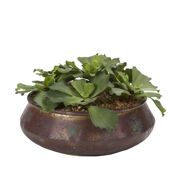 Double Ruffle Echeveria in Small Virtu Planter - 204018