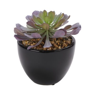 Pinwheel Echeveria in Small Taylor Planter - 204020