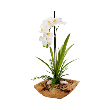 White Vanda Orchid in Square Wooden Bowl - 204026