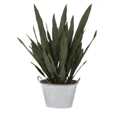 Sansevieria in Oval Metal Bucket - 204030
