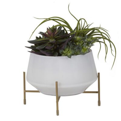 Echeveria, Tillandsia, and Mini Dracaena Heads in White Glass Bowl - 204034