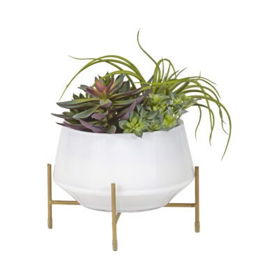 Echeveria, Tillandsia, and Mini Dracaena Heads in White Glass Bowl - 204034