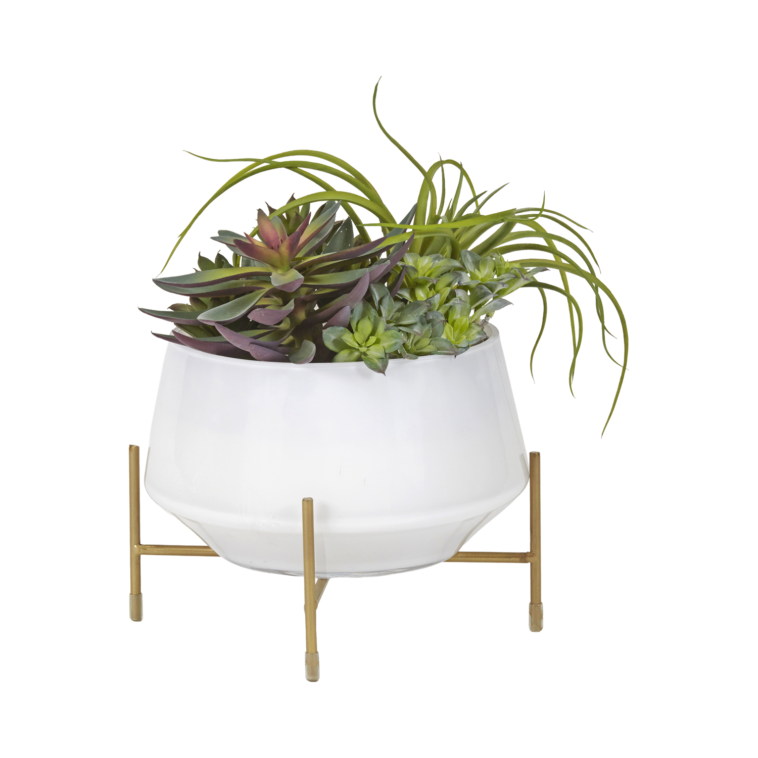 Echeveria, Tillandsia, and Mini Dracaena Heads in White Glass Bowl - 204034