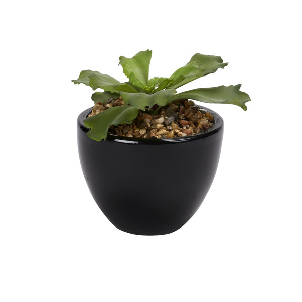 Double Ruffle Echeveria in Small Taylor Planter - 204041