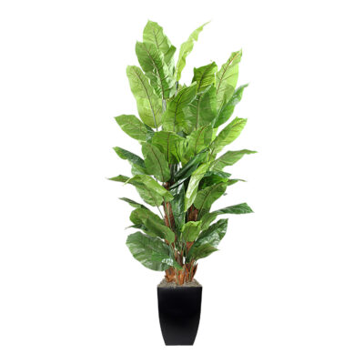 Spath Plants in Cardinal Planter 8' - 315103