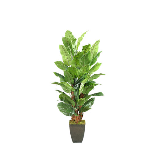 Spath Plants in Cardinal Planter 8' - 315103