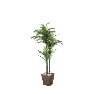 Areca Palm in Square Basket 7' - 318105