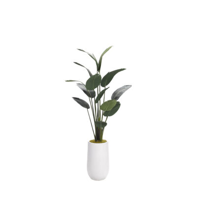 Traveler Palm 7' - 727