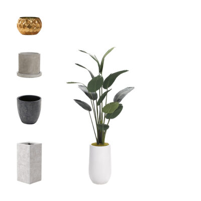 Traveler Palm 7' - 727