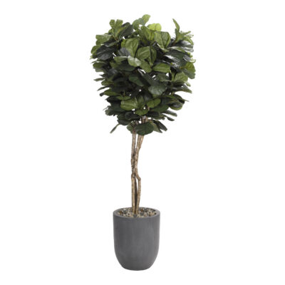 Fiddle Leaf Fig in Campbell Planter 7' - 318418
