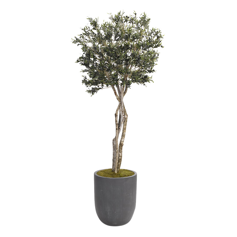 8.5' Olive Tree in Large Campbell Planter - 318419