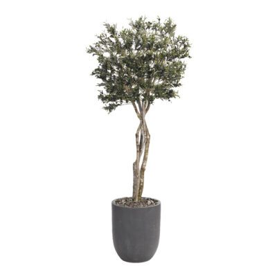 Olive Tree in Campbell Planter 8.5' - 318419