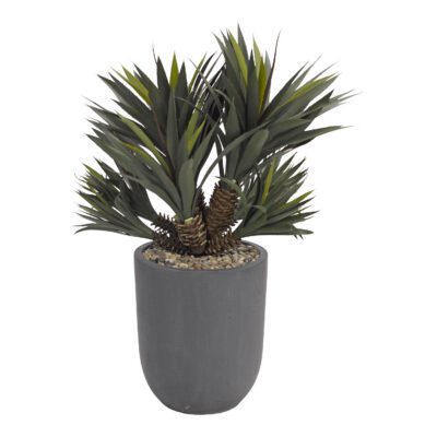 Star Succulent Plant in Campbell Planter - 318421