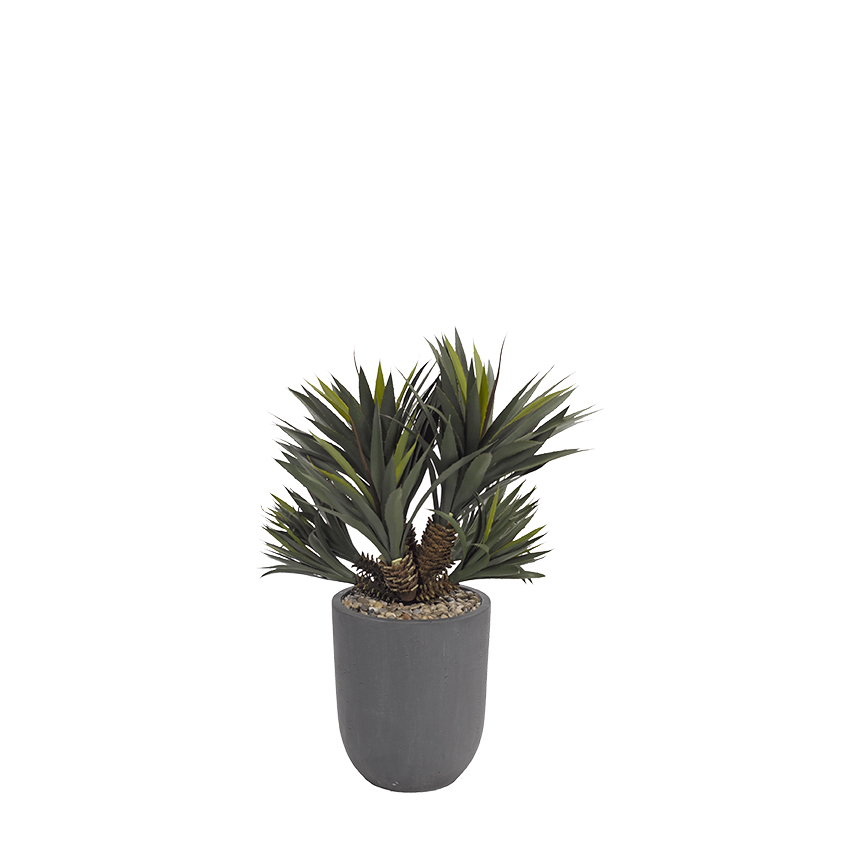 Star Succulent Plant in Campbell Planter - 318421