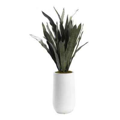 Sansevieria in Quinn Planter - 318422