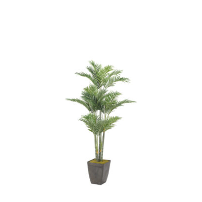 Golden Palm in Cardinal Planter 5.5' - 319105