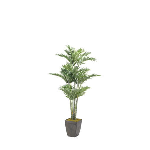 Golden Palm in Cardinal Planter 5.5' - 319105