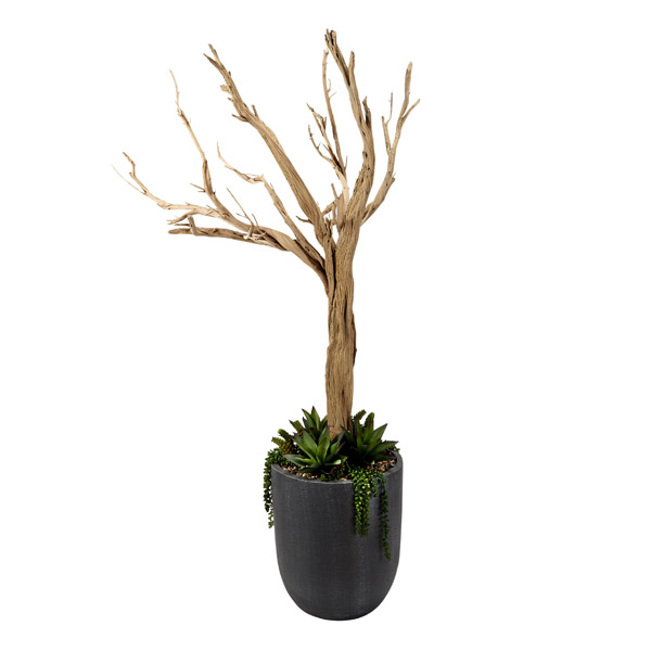 6.5' Ghostwood with Agave and Sedum in Medium Campbell Planter - 320409