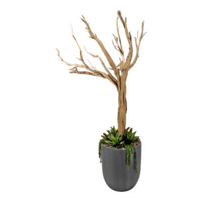 Ghostwood with Succulents in Campbell Planter 6.5' - 320409