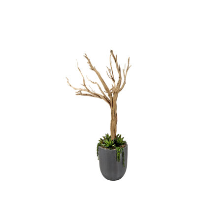 Ghostwood with Succulents in Campbell Planter 6.5' - 320409