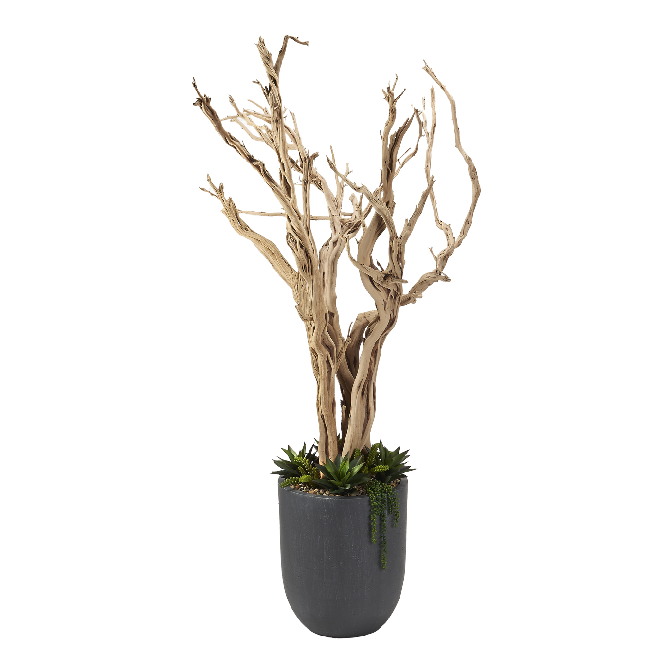 Ghostwood, Agave & Sedum in Campbell Planter 8' - 320410