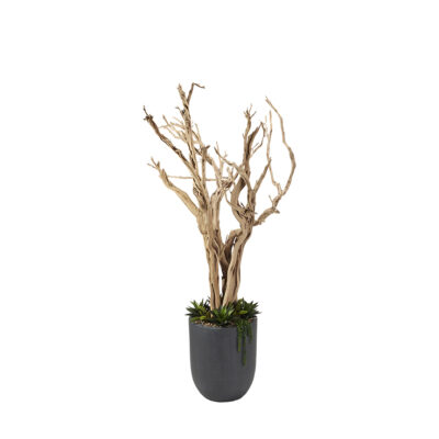 Ghostwood, Agave and Sedum in Campbell Planter  8' - 320410