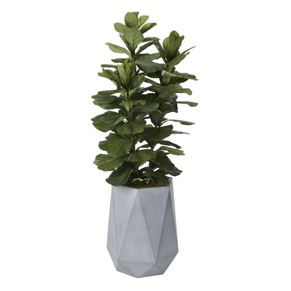 6' Fiddle Leaf Fig Tree in Grey Large Raye Planter - 320415