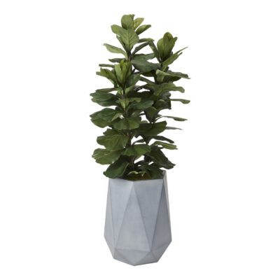 Fiddle Leaf Fig in Raye Planter 6' - 320415
