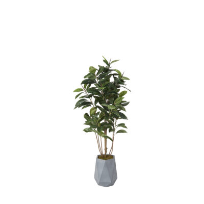 Fiddle Leaf Fig in Raye Planter 6' - 320417