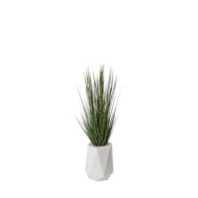 Onion Grass in Raye Planter 5' - 320418
