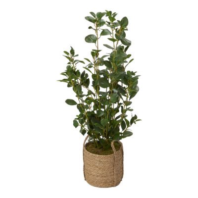 Oriental Ficus Plant in Wyatt Basket - 320421