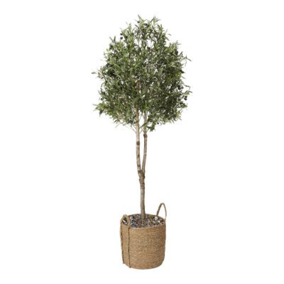 Olive Tree in Wyatt Basket 6' - 320422