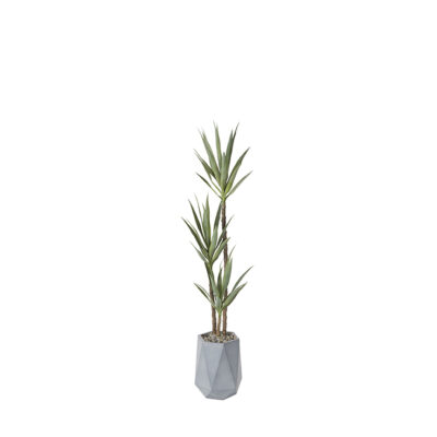 Yucca Plant in Raye Planter 6' - 320424