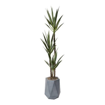 Yucca Plant in Raye Planter 6' - 320424