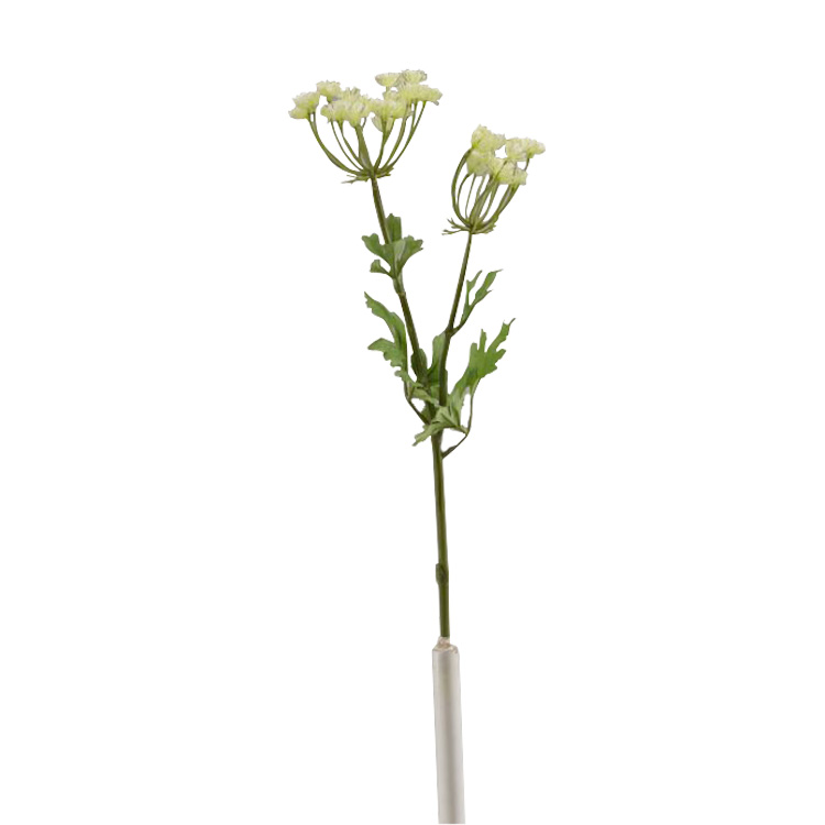 Queen Anne's Lace - FL2088