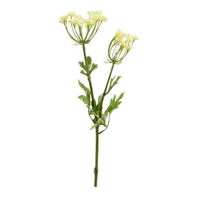 Queen Anne's Lace - FL2088