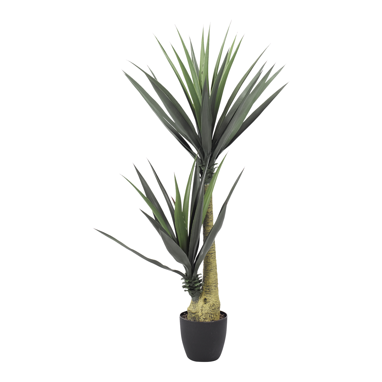 Spiky Yucca 4.5' - TL808