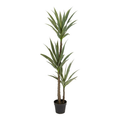 Dracaena Tree 5' - TL824