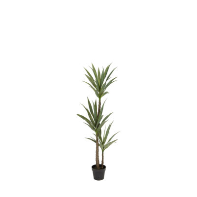Dracaena Tree 5.1' - TL824