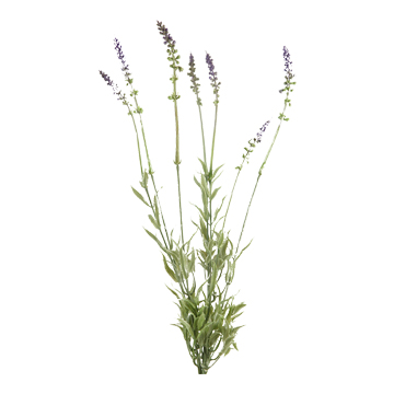Lavender Sprigs - FL2361