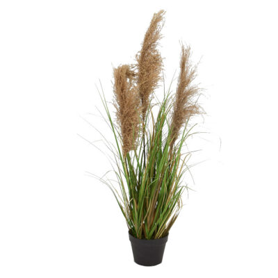 Reed Onion Grass in Nursery Pot - TL857