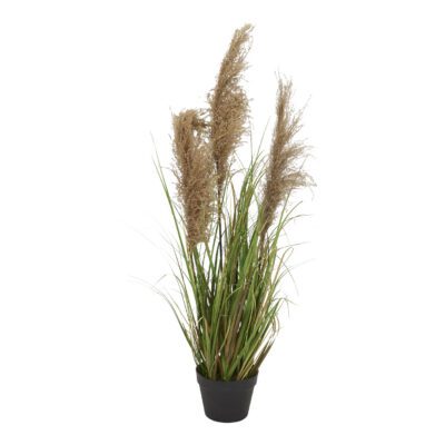 Reed Onion Grass in Nursery Pot - TL857
