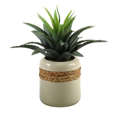 Star Succulent in Medium Gemma Planter - 149046