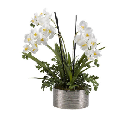 Cream Vanda Orchids with Hare's Foot Fern in Small Round Etched Silver Ceramic Bowl - 189006