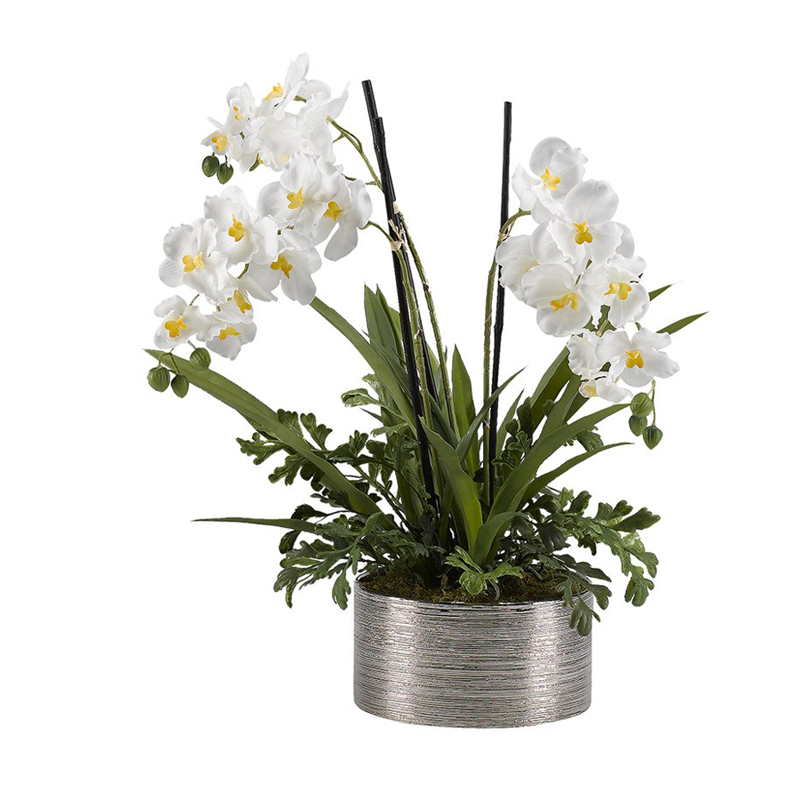 Cream Vanda Orchids with Hare's Foot Fern in Small Round Etched Silver Ceramic Bowl - 189006