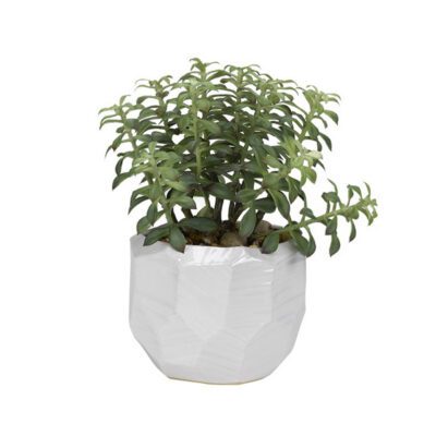 Tree Succulent in Large White Flintstone Planter - 189011
