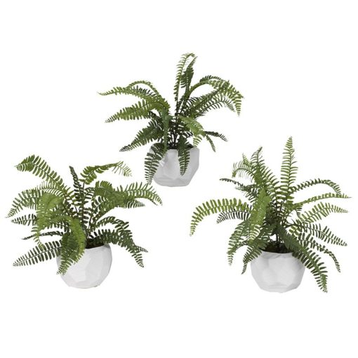 Boston fern in Small White Flintstone Planter (set of 3) - 189031