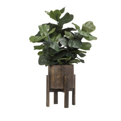 Fiddle Leaf Fig Branches in Large Cooper Planter - 189075